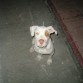 Es hijo de goliath y tiene su propio facebook visiten su pagina http://www.facebook.com/AdoroAmiMascota