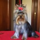Es es el machote de la casa, un travieso con mucha gracia!
