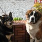 Los Reyes de mi Casa. Jasky y Beethoven