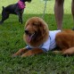 Cody cachorro de 9 meses !! deportista practica agility., nivel obediencia basica y agility grado -1