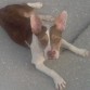Es una pitbull con las orejas alzadas,tenia duda de su pureza pero aqui vi fotos de una identicala american staffordshire terrier

