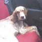 Esta es zara, es una setter ingles de un año y medio. Somos una empresa de transporte animalista y también protectora de animales, esta es mi mascota pero en nuestra web: proteccionanimal-asturias.es podreís ver a todos los animales que acogemos abandonados y a los cuales puedes adoptar. 