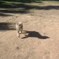 27 meses jugando en e parque de perros con su pelota