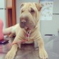En el veterinario