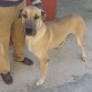 gran danes hembra, busca macho gran danés dorado o atigrado en Sevilla. Urge. tfn 654568439