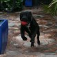 Jugando con su pelota