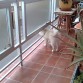Le encanta asomarse entre los barrotes de la terraza, curiosón que me ha salido..... je je