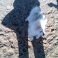 A Balú le encanta correr por la playa