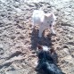 Balú en la playa con un amigo que acababa de conocer