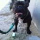 mi gordito wapo