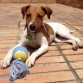 Lourdes en un día soleado jugando con su pelota de nudos.