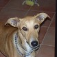 Es un cruce de galgo y podenco andaluz. Guapetón, verdad?