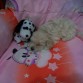 Mili durmiendo en su camita con su mascota de peluche
