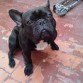 Jimbo en la terraza
