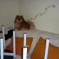 Tengo complejo de gato.. jeje