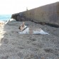 Rocky en un dia de playa