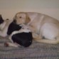 yago ( bull dog frances) y su hermana Lola( labrador)