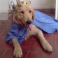 Jagger Vestido de Rey ♥