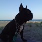 Jimbo en la playa