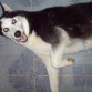 Lobo Siberiano (Husky)