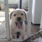 esta es Puppy ☻