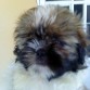Es tan lindo!  Disponible (787) 647-7775.