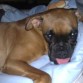 Ella solo quiere ser tu peluche! ademas de nerviosa como ella sola. Tambien conocida como la "mercenaria asesina", en plan de broma porque es todo lo contrario!