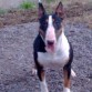 Tengo disponible una camada de bullterriers, interesados ponganse en contacto! Gracias