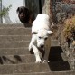 Bajando escaleras.
Sil, perro de mi padre al fondo.