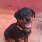 La foto de mi perro Thor, un Rottweiler.