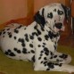 Tommy, es un gran ejemplar de Dalmata.