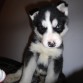 Husky siberiano  de 2 meses