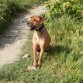 Cruce Shar pei. Se encontraba vagando por las calles desnutrido y enfermo. Tenía un parpado hacia dentro que le dañaba la pupila que le operamos y tras algunas recaídas sus ojos están mucho mejor. Es un perro bueno y joven, que ha tenido muy mala vida y ninguno de los cuidados que esta raza necesita. Es fuerte y enérgico, le encanta jugar y necesita largos paseos y muchos juegos. Se lleva bien con niños, y puede ser un poco desconfiado con desconocidos e inseguro y necesita una persona en quien poder confiar para siempre. Es un poco cabezón y dominante, así que necesita alguien que lo sepa guiar. Es de lo más inteligente, y aprende muy muy rápido. Nunca ha tenido problemas con otros perros pero al principio puede parecer que tiene comportamiento agresivo por su propia inseguridad. Una vez conoce a los perros juega con ellos y corretea sin parar. Le encanta correr. También con nudos y pelotas. Se le encontraron cristales en la orina y se puso en tratamiento con Cefalexina y pienso especial. Ahora es como mas adulto, más responsable, como si ahora le tocara a él el papel de padre. Ha bajado los humos, ya no se pone a tirar y llorar cuando ve otro perro. Aunque hay algunos a los que le tiene manía y no cambia.