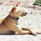 Fue tirado por encima de la valla de nuestro refugio como otros muchos. Es un perro con muchísima energía que necesita ejercicio y largos paseos. En casa es tranquilo y bueno, nunca ha roto nada. En el refugio no tiene problemas con ningún otro perro, es muy sociable. Le encanta buscar aventuras y ver si puede conseguir algo de comida extra colándose por aquí o por allá. También es cariñoso, te busca para que le des mimos y siempre lo encuentras correteando o jugando por ahí.