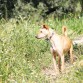 Fue tirado por encima de la valla de nuestro refugio como otros muchos. Es un perro con muchísima energía que necesita ejercicio y largos paseos. En casa es tranquilo y bueno, nunca ha roto nada. En el refugio no tiene problemas con ningún otro perro, es muy sociable. Le encanta buscar aventuras y ver si puede conseguir algo de comida extra colándose por aquí o por allá. También es cariñoso, te busca para que le des mimos y siempre lo encuentras correteando o jugando por ahí.