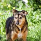 Cruce de pastor alemán. Esterilizada. Entró a nuestro refugio con apenas una semana de vida y fue la única que sobrevivió de una camada de siete. Es bastante tímida y sumisa, pero se lleva bien con los demás. Le gusta estar tranquila y no participa en juegos comunes. Siempre estaba con su compañero Rubio, cerca de su caseta y no quiere problemas. Se la conoce como Risitas ya que cuando la llamas sonríe y se acerca con la cabeza agachada para que la acaricies. Ahora Pili está mucho más aventurera, se acerca a los demás perros, e interactua con nosotros mucho más que antes. 