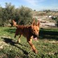 Cruce de American Staffordshire. Titán es un perro muy activo en la calle, le encanta saltar, correr, y te trae  la pelota/palo todas las veces que se la quieras tirar ( a veces jugando es un poquillo bruto). Además es muy bueno,va genial con la correa y puede ir suelto (en zonas sin tráfico) y no se separa de ti más de unos cuantos metros. Como es tan enérgico es genial sacarlo a correr, con la bici, al campo a pasar el día… le encanta!

En casa es muy tranquilo, por supuesto sabe hacer sus cosas fuera de casa si lo sacas a su hora  (aunque alguna vez se ha despistado), no muerde nada que no sean sus juguetes y no se sube ni al sofá ni a las camas ni a ningún otro sitio que no quieras. Aprende muy rápido aunque puede ser cabezón cuando quiere.

Es muy cariñoso, bueno con otros perros (jamás se pelea) y con todas las personas (no gruñe ni ladra). Con gatos aún no he probado, aunque no tiene pinta de llevarse mal ya que se hace amigo de todo lo que encuentra. Es un perro muy noble, puede quedarse solo en casa unas horas si no te lo puedes llevar y no llora ni se pone nervioso, y cuando llegas a casa siempre te recibe super alegre, saltando y moviendo el rabo.
