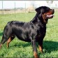 Este es mi perro Rudis en la casa de mi ABUELO que esta en la plata(enrrealindad vive en la casa de mi abuelo)(pero es mio)(mi mama me dijo "SI TE COMPRAS UN ROTTWEILER SE QUEDA EN LA CASA DE TU ABUELO")Aunque estemos lejos nunca lo voy a olvidar(pero a menudo lo vicito)...!!