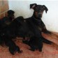 aqui la madre dndole de comer a sus cachorros incluido el mio