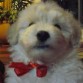 mi cachorrito coton de tulear bien elegante con un moño