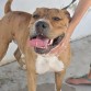 Coribante es un perro tranquilote y cariñoso con las personas, esta en la perrera de badajoz, con riesgo de sacrificio despues de varias prorrogas, si quieres acogerle adoptarle, o ser su madrina de residencia escribe rapidamente a: sosperrerabadajoz@gmail.com
Es un x de pitbull con standford, se necesita licencia ppp  para adoptarle o acogerle. Es urgente!!!