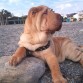 este es mi sharpei cuando tenia 4 meses y ya pesaba 18 kilos 