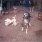 MI PEQUEÑA LAIKA.., HIJA DE LULU, Y HERMANA ADOPTIVA DE LOBA.., PORQUE LULU ADOPTOA LOBA COMO SU HIJA Y LA CUIDO COMO UNA DE ELLAS