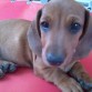 el cachorro marley