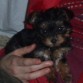 Fritz la primera semana que llegó a casa! Qué pequeñín!