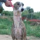 Galgo de 7 años busca hogar!!!