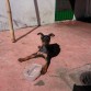 este es mi perro de 2 meses un doberman. el cual es bastante activo y mordelon