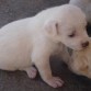 Esta fue la primera que nació, es Cuky y tuvo la suerte de ser afortunada de sus hermanitos y hermanitas, ella nació antes que sus hermanos.
