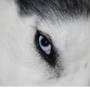 el ojo de husky to mono!!!!!!!!!!!!