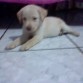 este es  mi  perrito,se llama Jack tiene  dos  meses....